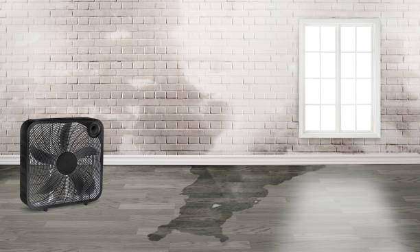 Best 24/7 water damage repair  in West Linn, OR